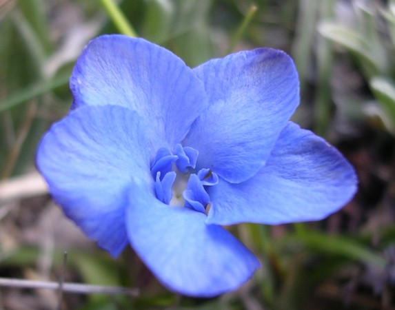 Gentiana verna e Gentiana bavarica